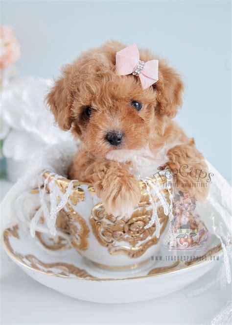 Biewer Terriers for Sale at Teacups | Teacups, Puppies & Boutique