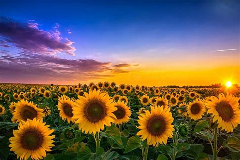 HD wallpaper: Flowers, Sunflower, Field, Nature, Sky, Summer, Sunrise ...