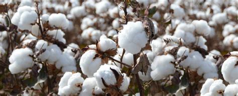 Cotton Cultivation: How to reap more yields – Ankur Seeds