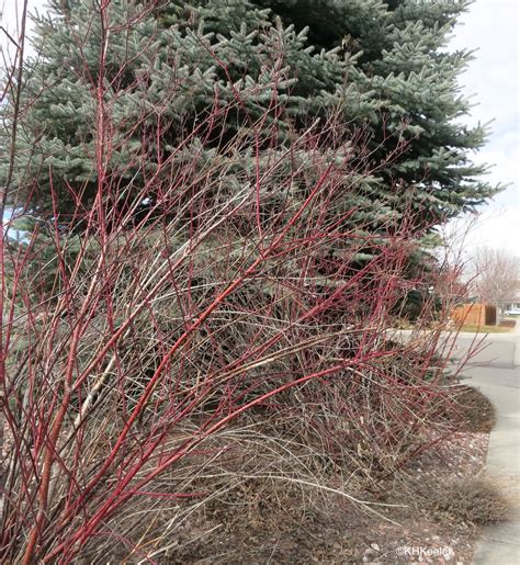 A Wandering Botanist: Plant Story--Red Osier Dogwood, Winter Color