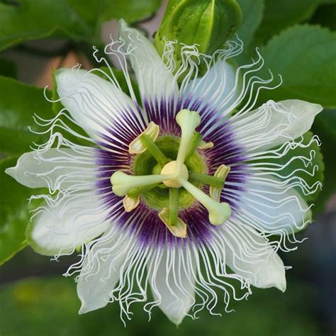 Buy edible-fruited passion flower Passiflora edulis