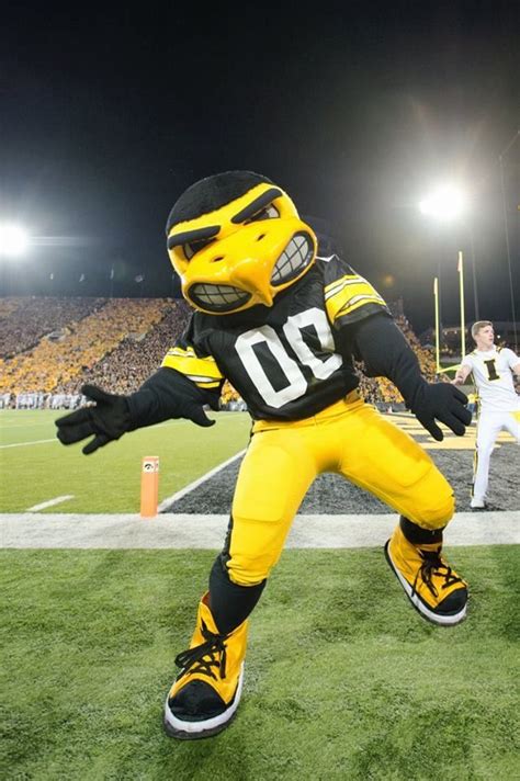 Iowa Hawkeyes Mascot | Iowa hawkeye, Iowa hawkeyes, Iowa