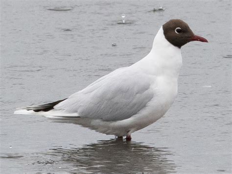 Brown-hooded Gull - eBird