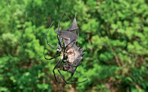 Bat-Eating Spider | Sierra Club