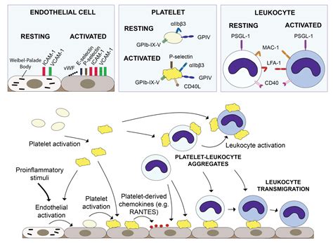 Role of Platelets in Inflammation | IntechOpen