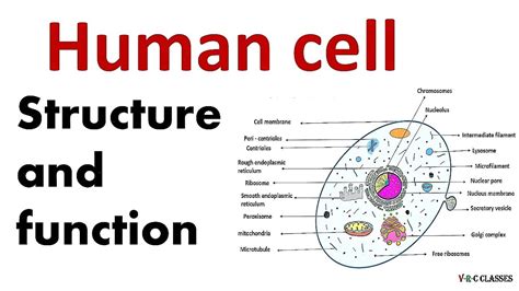 Basic Human Cell Structure And Function