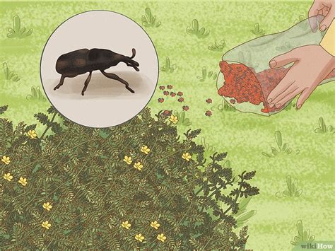 How to Get Rid of Goat Head Weeds: Lawn & Garden Tips