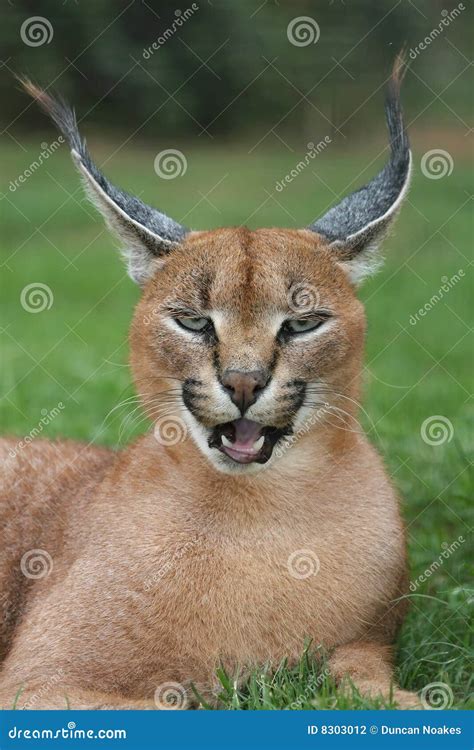 Caracal Lynx Portrait stock photo. Image of open, peaceful - 8303012