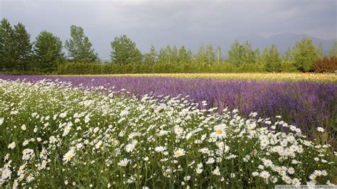 Fields of Wildflowers Wallpaper - WallpaperSafari