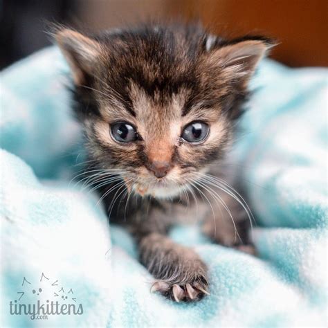 Tiniest 5-week-old Kitten They Ever Rescued, What a Difference 3 Days ...