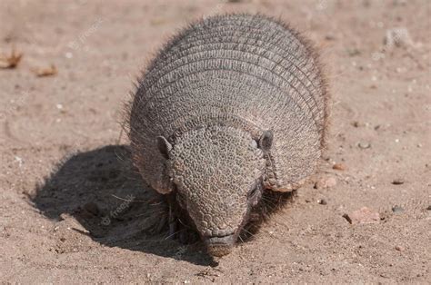 Premium Photo | Hairy armadillo in desert environment peninsula valdes ...