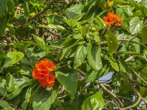 Kou Cordia subcordata flowering tree with orange flowers in Mexico ...