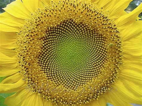 Close up Sunflower | Spirals in nature, Fibonacci spiral nature ...