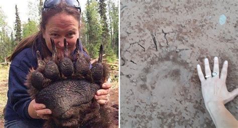 Story behind incredible Facebook photo of huge bear paw