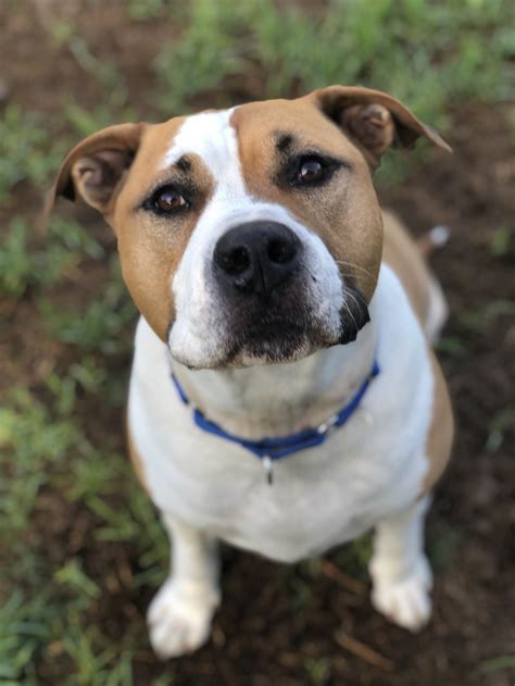 Angus - Large Male American Staffordshire Bull Terrier Mix Dog in WA ...