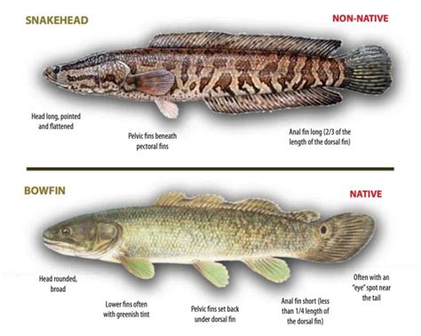 Bowfin vs Snakehead: Main Differences, Explained • Panfish Nation