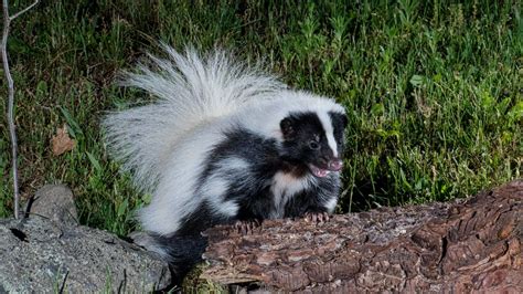 Skunk Fact Sheet | Blog | Nature | PBS