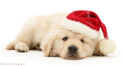 Dog: Golden Retriever pup wearing a Santa hat photo WP15364