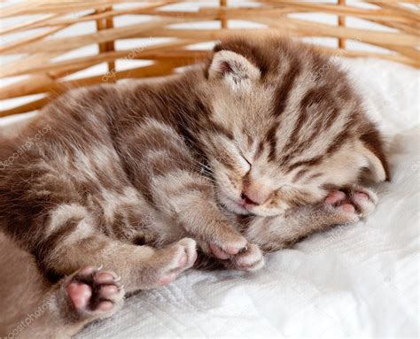 Funny sleeping baby cat kitten in wicker basket — Stock Photo © oksun70 ...