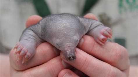 Rescued Short-beaked echidna puggle being hand-raised at Taronga ...