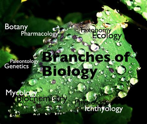 64 Branches of Biology and Their Meaning: From A to Z - Owlcation