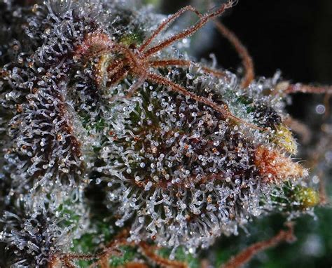 What do trichomes look like when ready to harvest? [Ready-to-Harvest ...