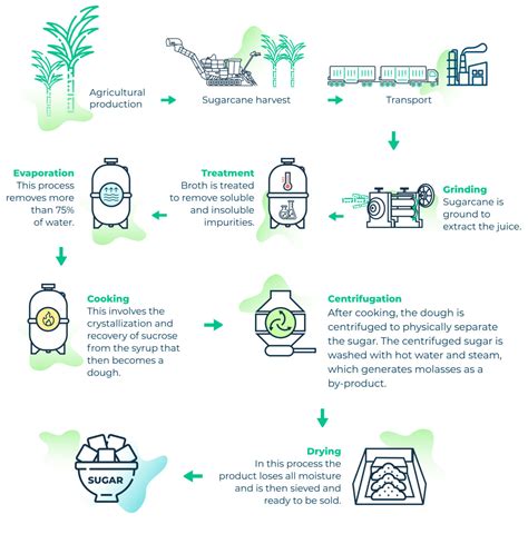 Infographics - SugarCane