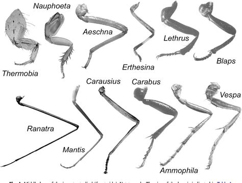 Fig. 4. Middle legs of the insects studied (front side). Not | 무척추동물 ...