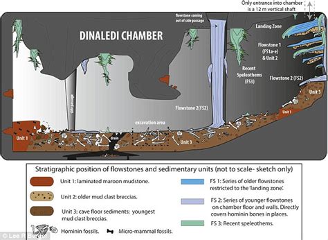 Homo naledi remains may have been swept to Rising Star cave by sea ...