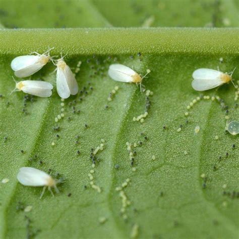 Whitefly --- Organic Neem Oil can be sprayed on vegetables, fruit trees ...