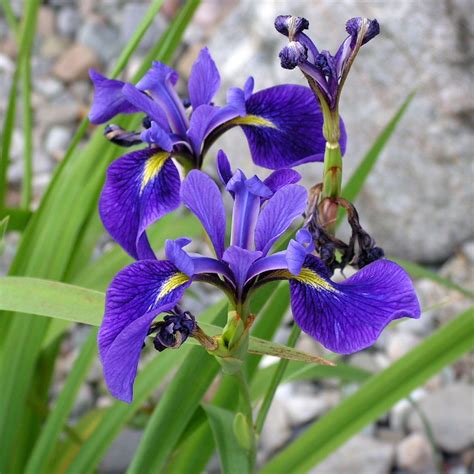 Iris versicolor | Iris versicolor, Blue flag iris, Northern blue flag