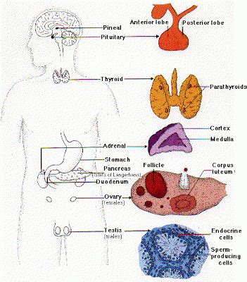andi maryam: Sistem Endokrin