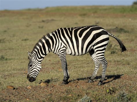 A new explanation for zebra stripes | Science | AAAS