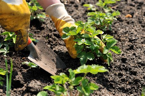 Erdbeeren pflanzen » Der richtige Abstand im Beet & Balkon