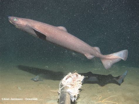 Deep-sea sharks in danger - Blue Planet Society