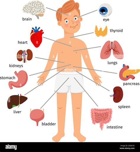 Kids Internal Organs Human Body