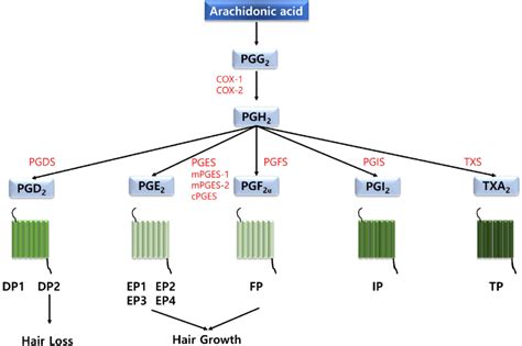 Diagram of prostanoids and their biological effects on hair follicles ...