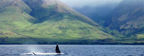 Maui Activities - Whale Watching Tours Lahaina | Whale Watching Pacific ...