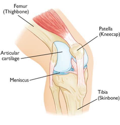 Anterior Knee Pain | Knee and Shoulder Clinic | Dr Kelly ...