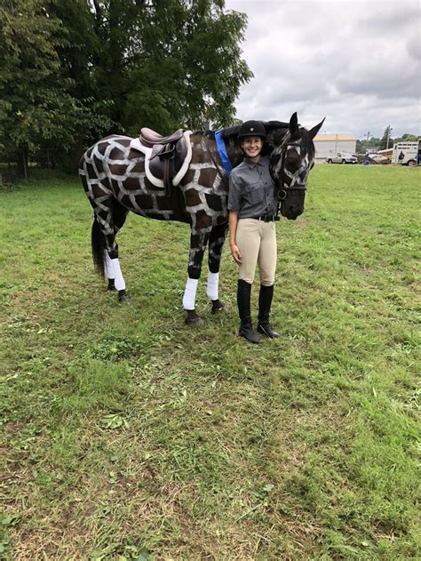 Giraffe horse costume | Horse costumes, Horse grooming, Giraffe