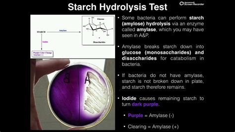 Microbiology Lab | Starch Hydrolysis Test (via Amylase) - YouTube