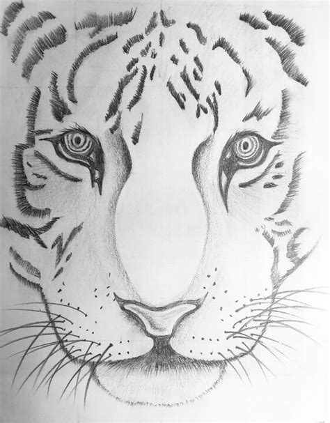 Easy pencil sketch | Animal sketches easy, Easy animal drawings, Sketches