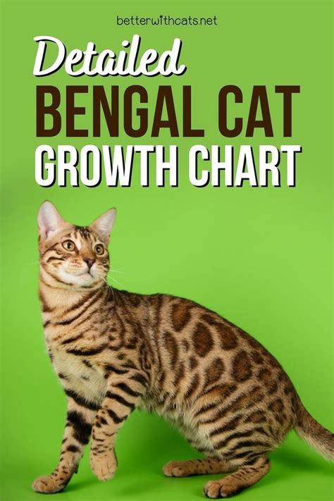 Detailed Bengal Cat Growth Chart For All Cat Fans | Bengal cat, Bengal ...