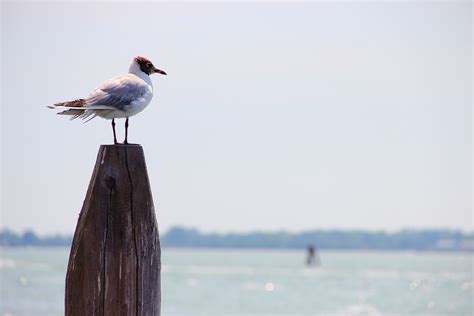 White Seagull · Free Stock Photo