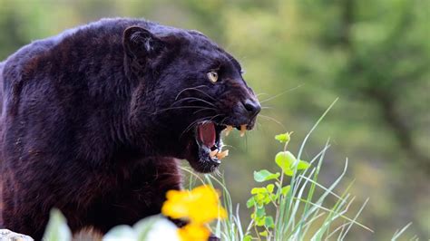 What Do Black Panthers Eat? (Diet & Facts)