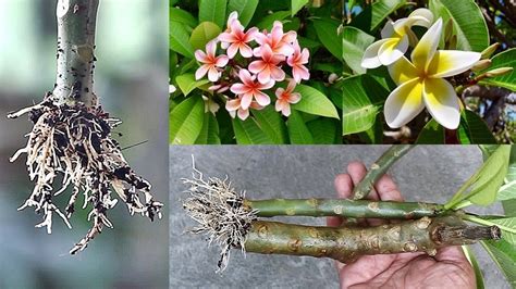 Plumeria Tree Cuttings