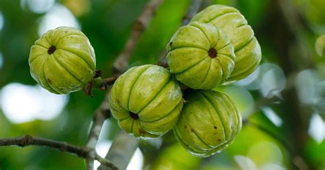 29 Things You Didn’t Know About Garcinia Cambogia