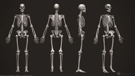 Human Skeleton Model