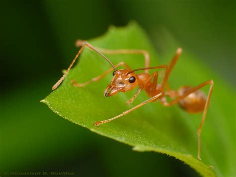 Weaver ant | Weaver ants or Green ants (genus Oecophylla) ar… | Flickr