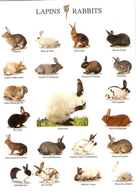 1000+ images about Rabbit breeds. on Pinterest | English, Rabbit breeds ...